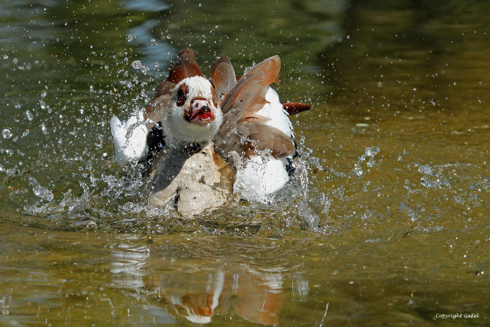 Im Taufbecken der Giraffen ...............