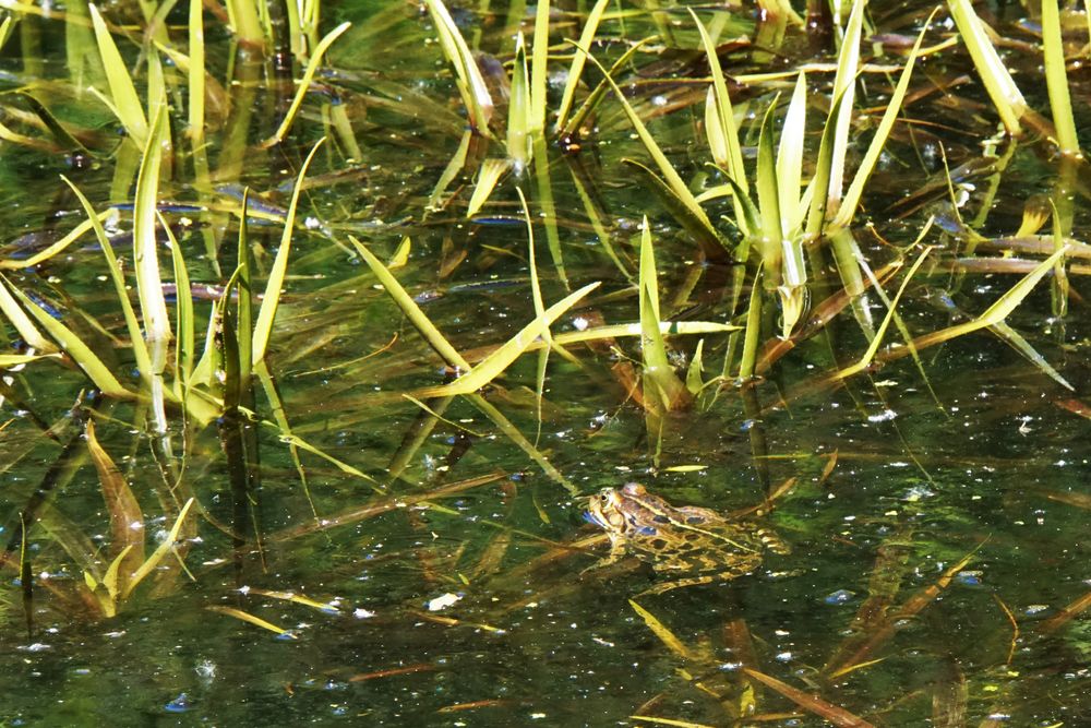 Im Teich Foto & Bild tiere, wildlife, amphibien & reptilien Bilder