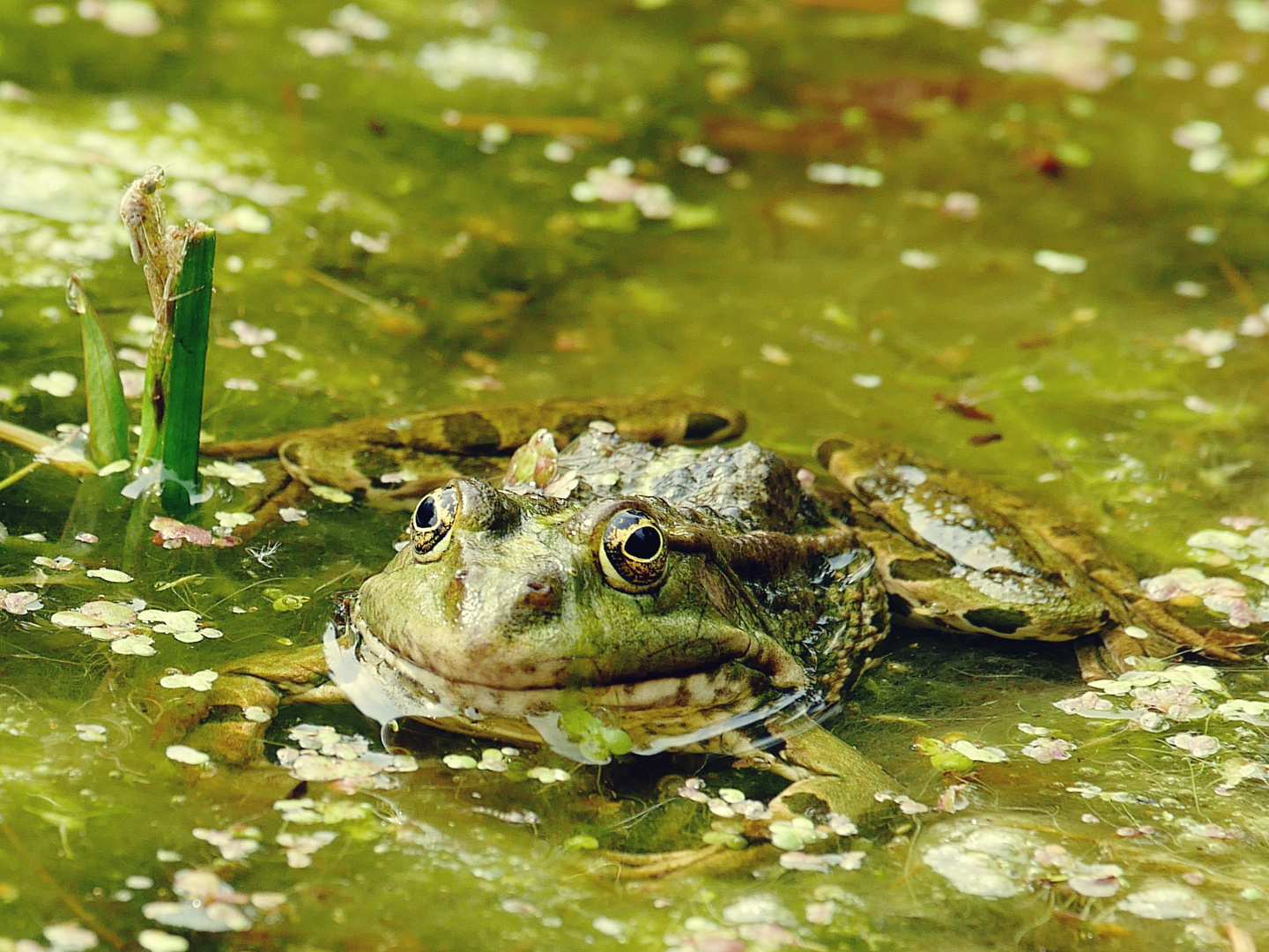 Im Teich Foto & Bild tiere, wildlife, amphibien & reptilien Bilder