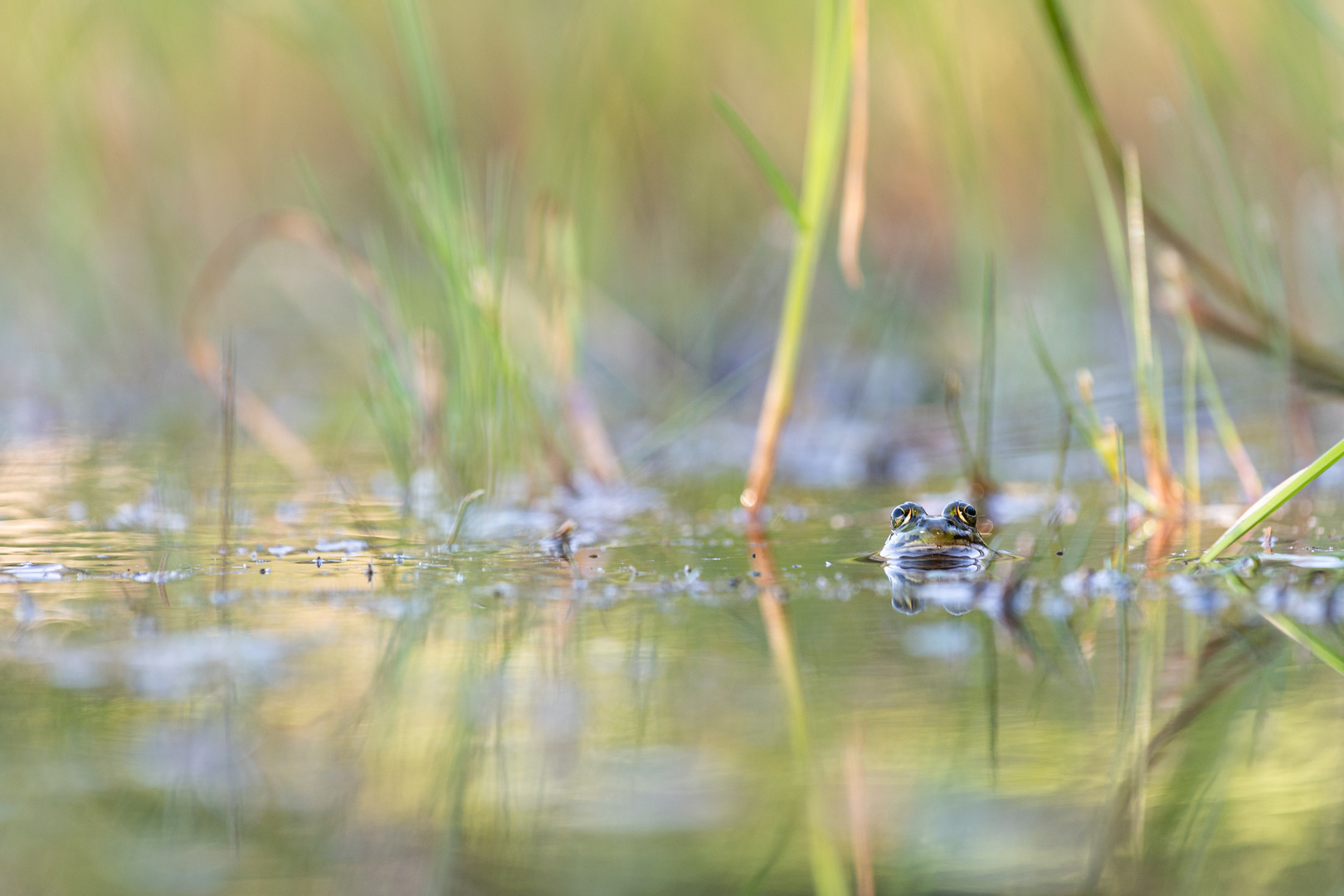 ____im Teich______________