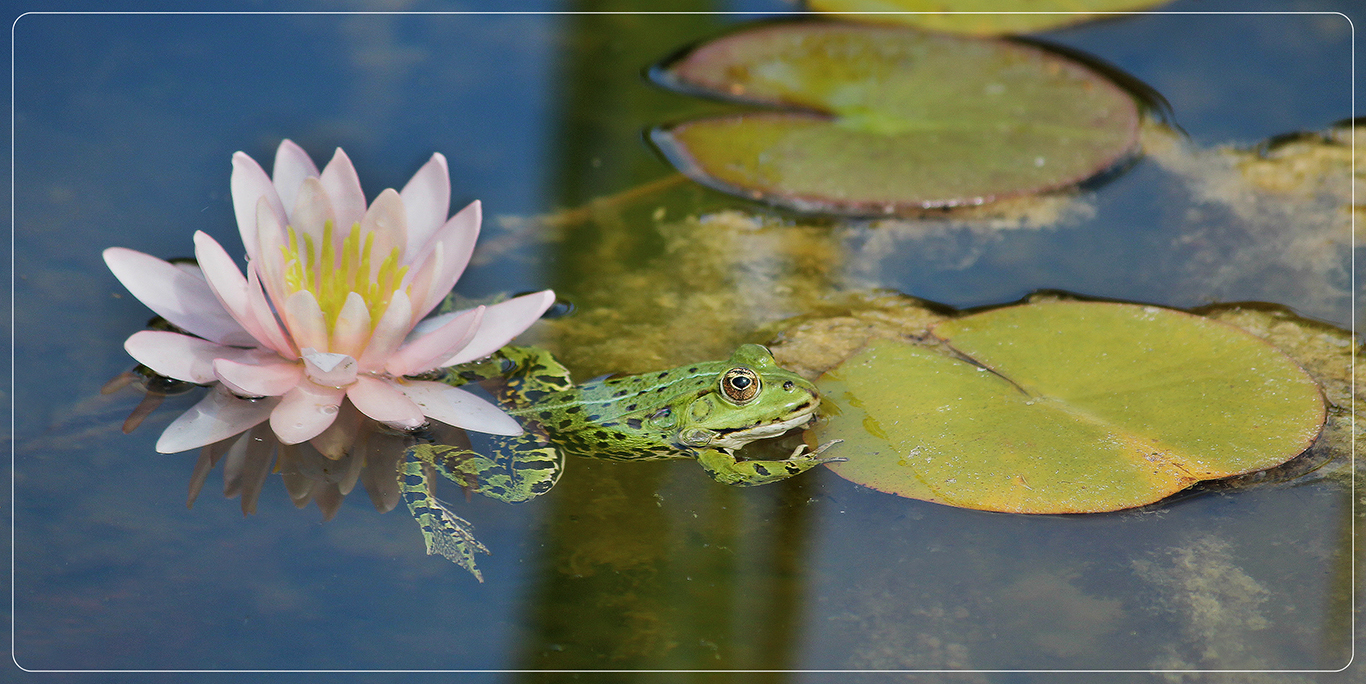 ...im Teich Foto & Bild tiere, wildlife, amphibien & reptilien Bilder
