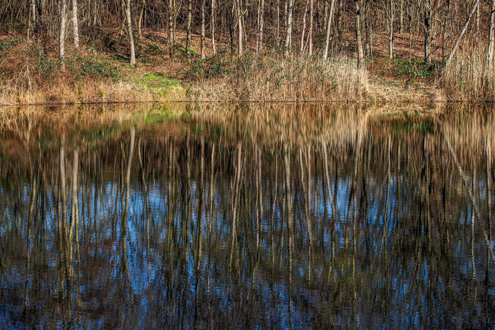 Im Teich Foto & Bild landschaft, projekte, bach, fluss & see Bilder