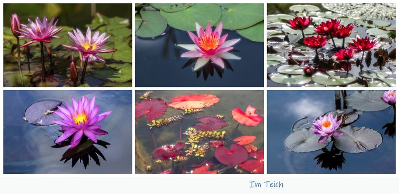 Im Teich der Seerosen 