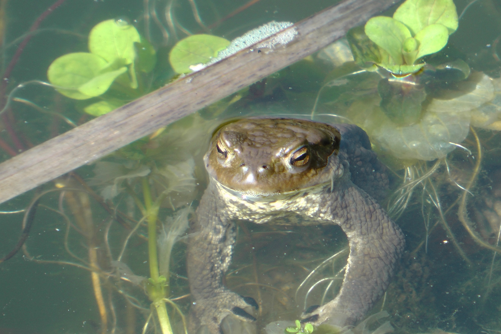 im Teich gesehen