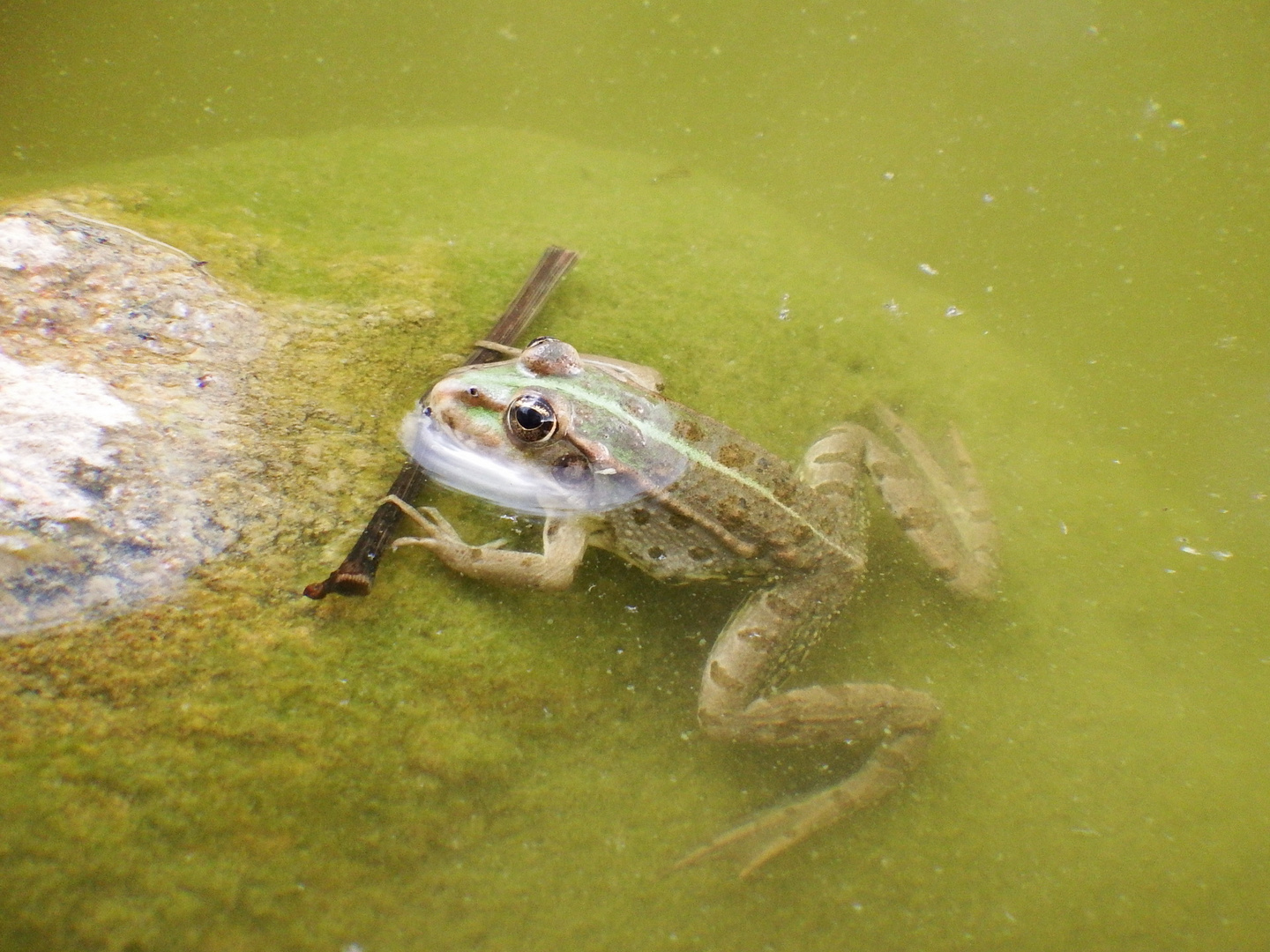 Im Teich gesichtet...