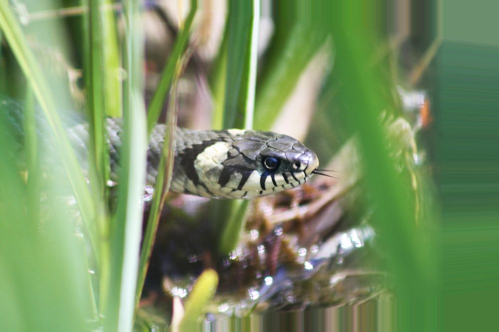im Teich II Foto & Bild natur, tiere, wildlife Bilder auf