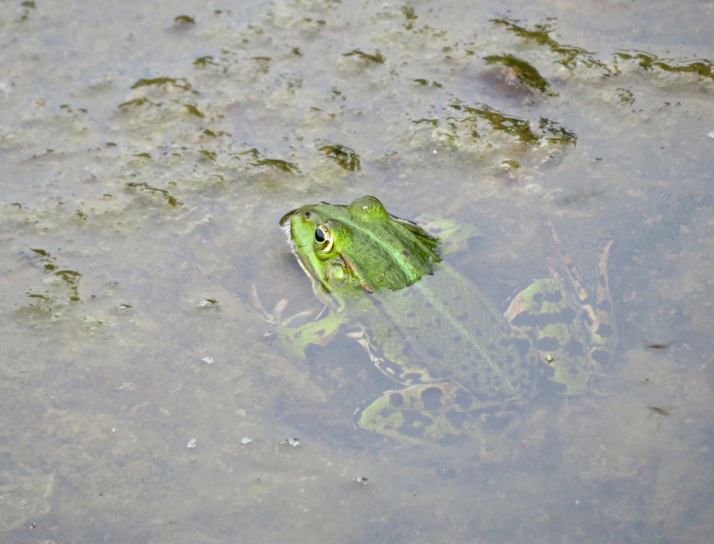 im Teich in Cadenberge auf dem Taubenhof ...