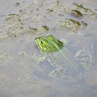 im Teich in Cadenberge auf dem Taubenhof ...