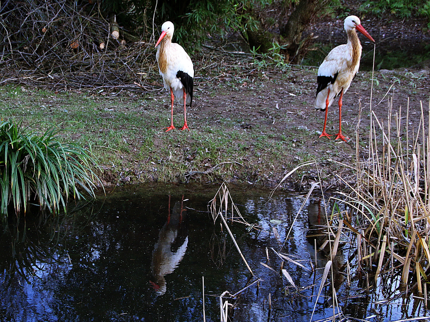 im Teich lässt sich gut spiegeln