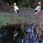 im Teich lässt sich gut spiegeln