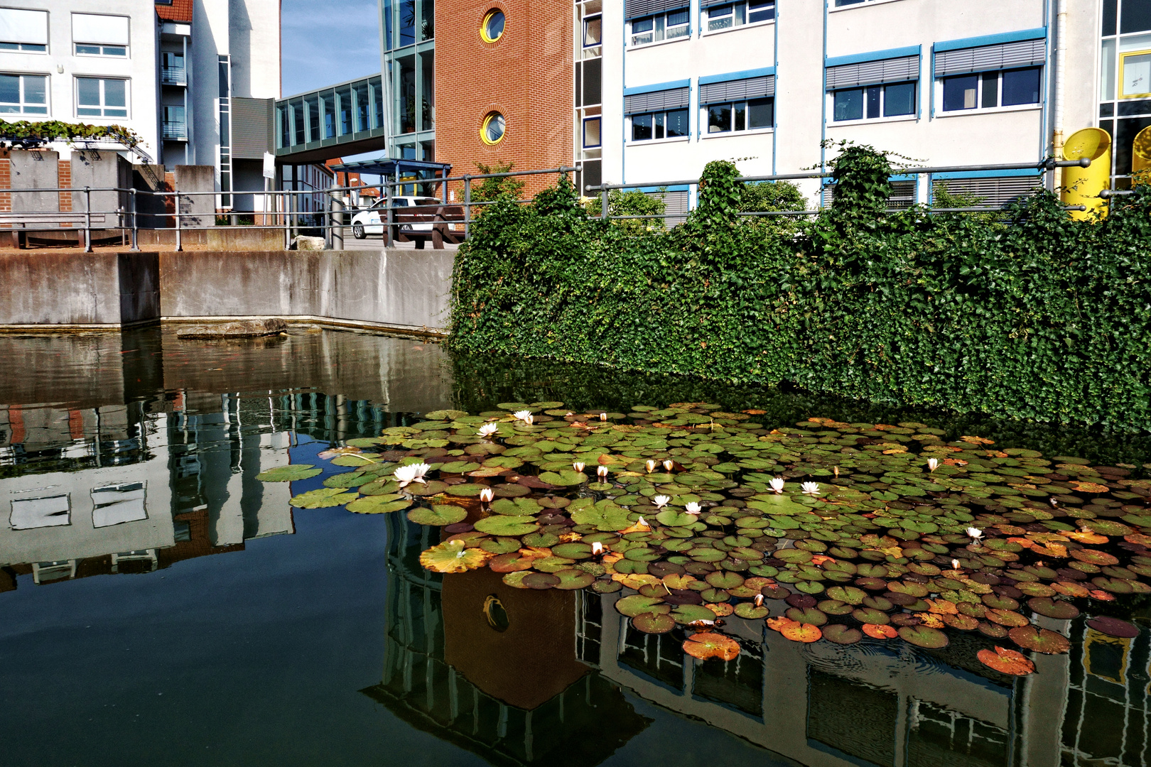 Im Teich sich Spiegelbilder zeigen Foto & Bild deutschland, europe