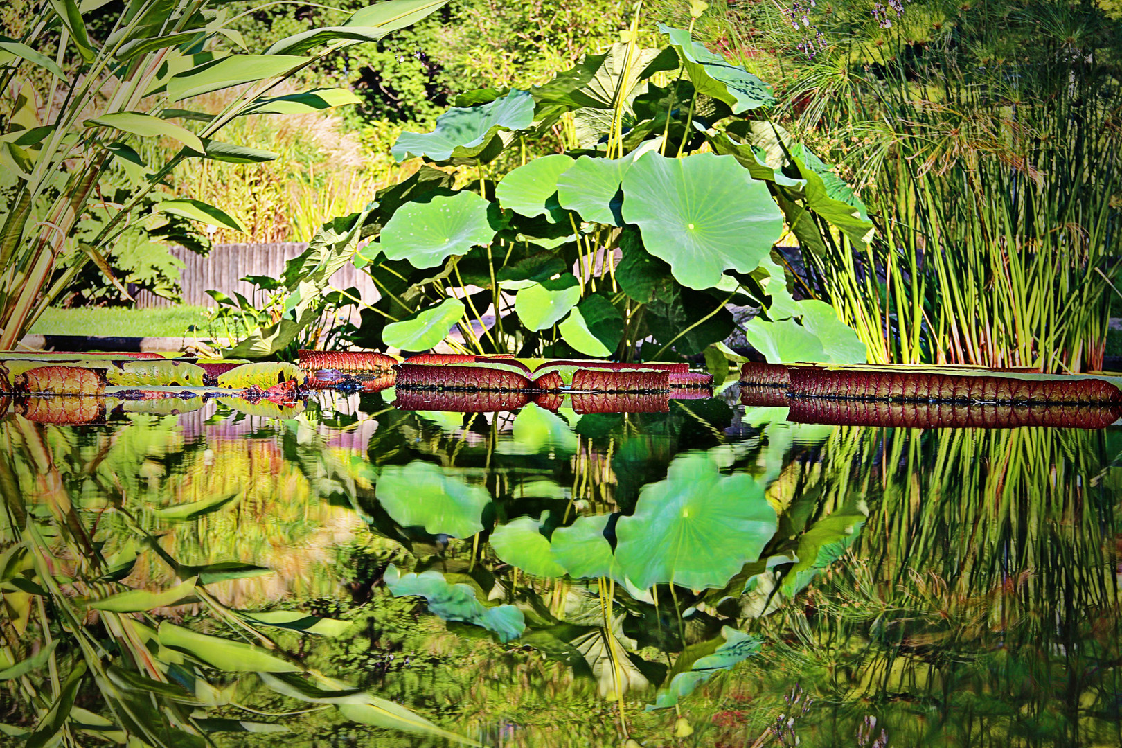 im Teich, Spiegelbild III