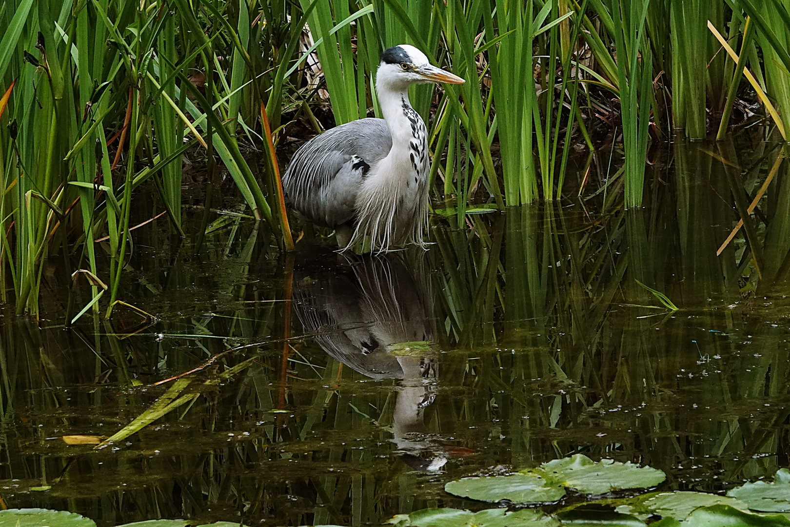 im Teich zum Spiegeln