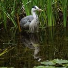 im Teich zum Spiegeln