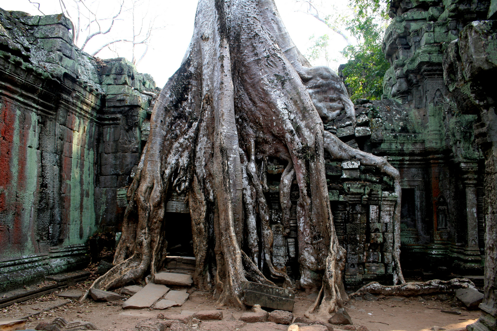 Im Tempel Ta Prohm in Angkor