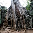 Im Tempel Ta Prohm in Angkor