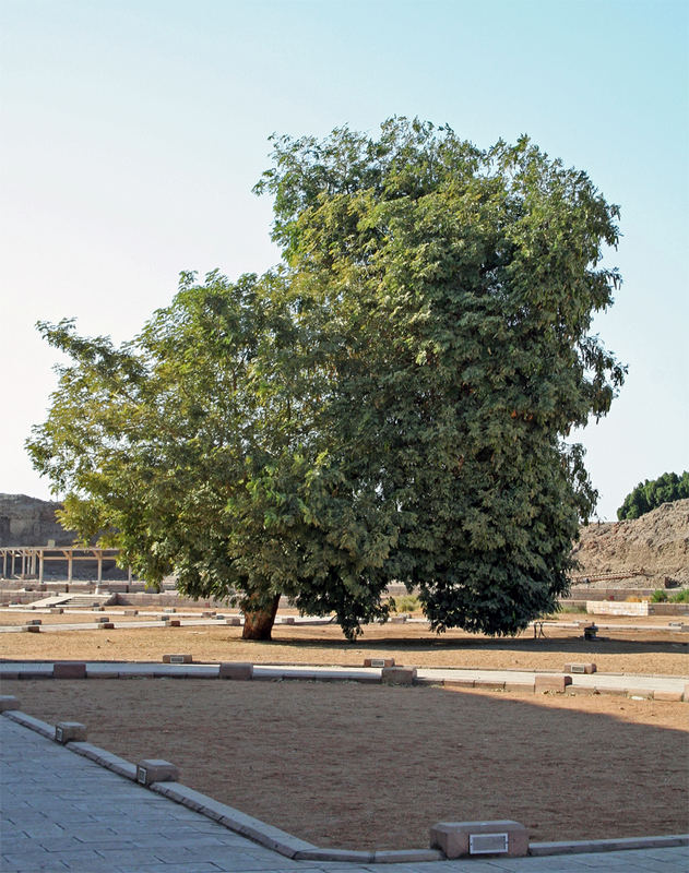 Im Tempel von Edfu