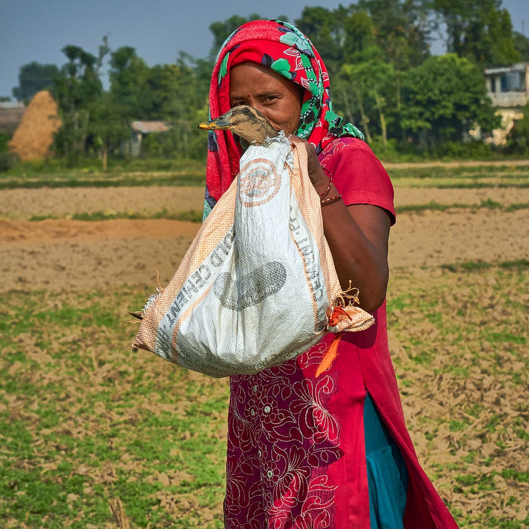 Im Terai, Nepal 2014