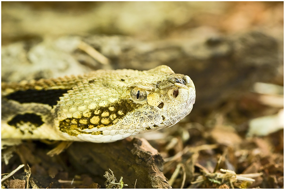 im Terra-Zoo Rheinberg...............