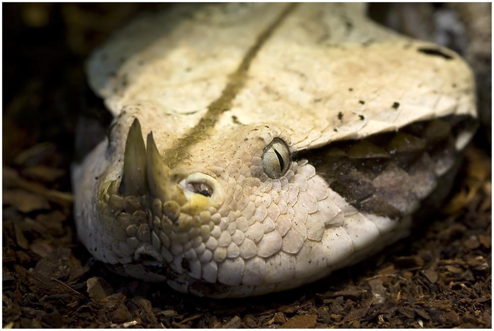 im Terra-Zoo Rheinberg, Garbun-Viper