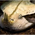 im Terra-Zoo Rheinberg, Garbun-Viper