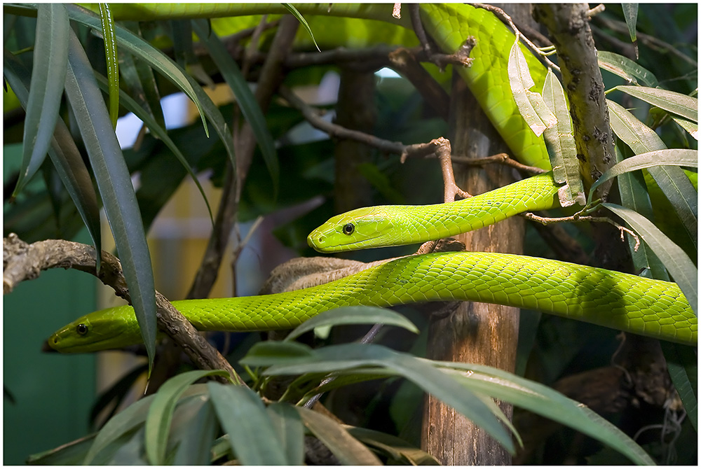 im Terra-Zoo Rheinberg, grüne Mamba