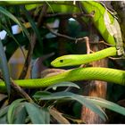 im Terra-Zoo Rheinberg, grüne Mamba