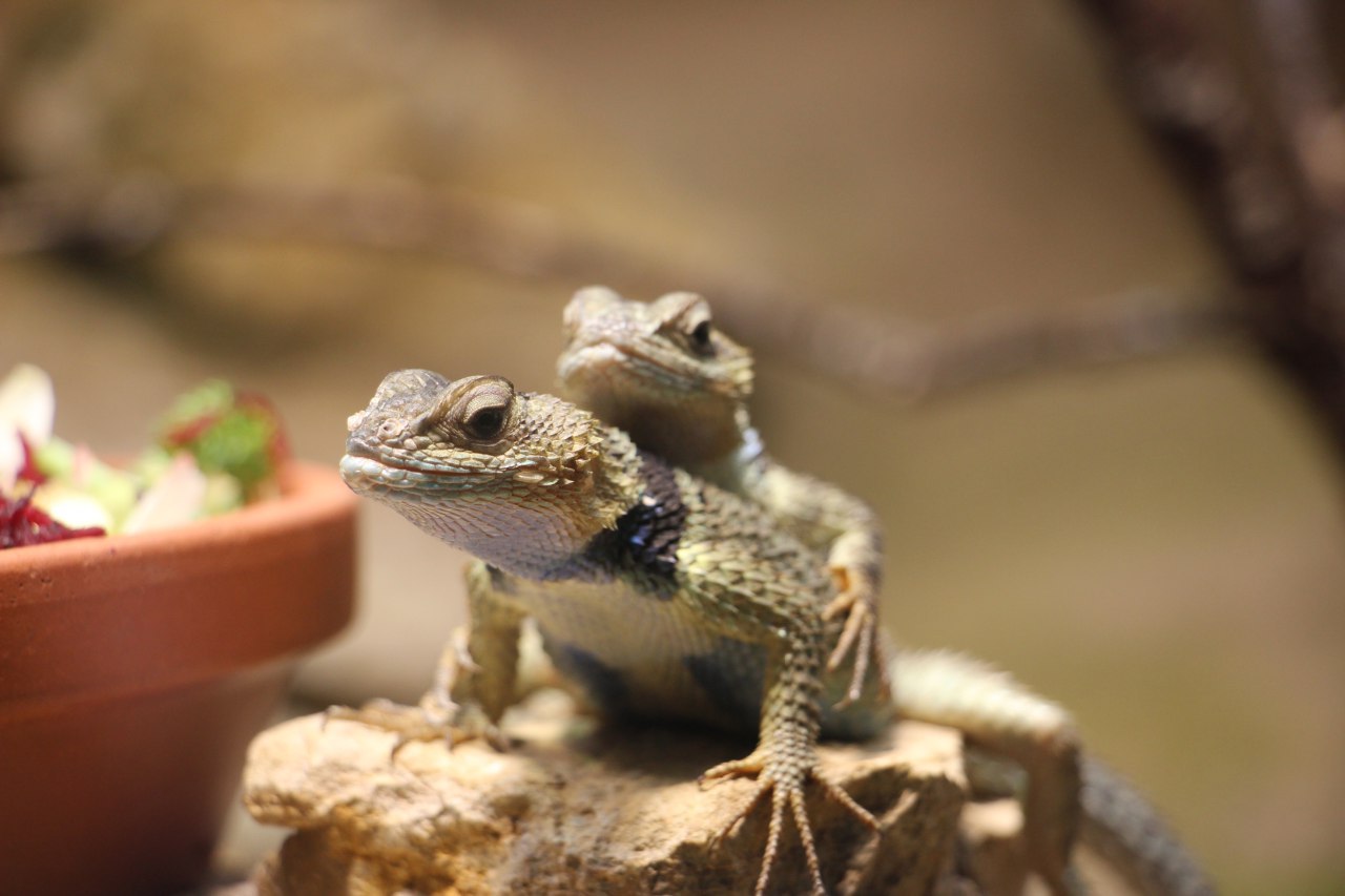 Im Terrarium im Leipziger Zoo 