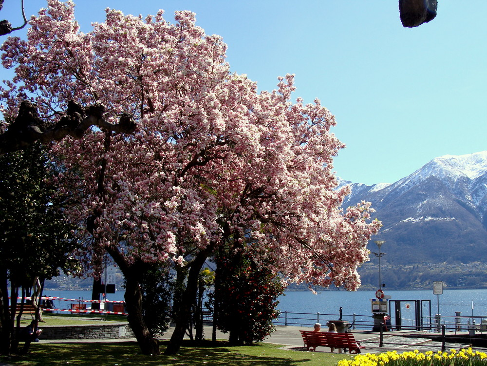 Im Tessin mitten im Frühling..02