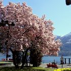 Im Tessin mitten im Frühling..02