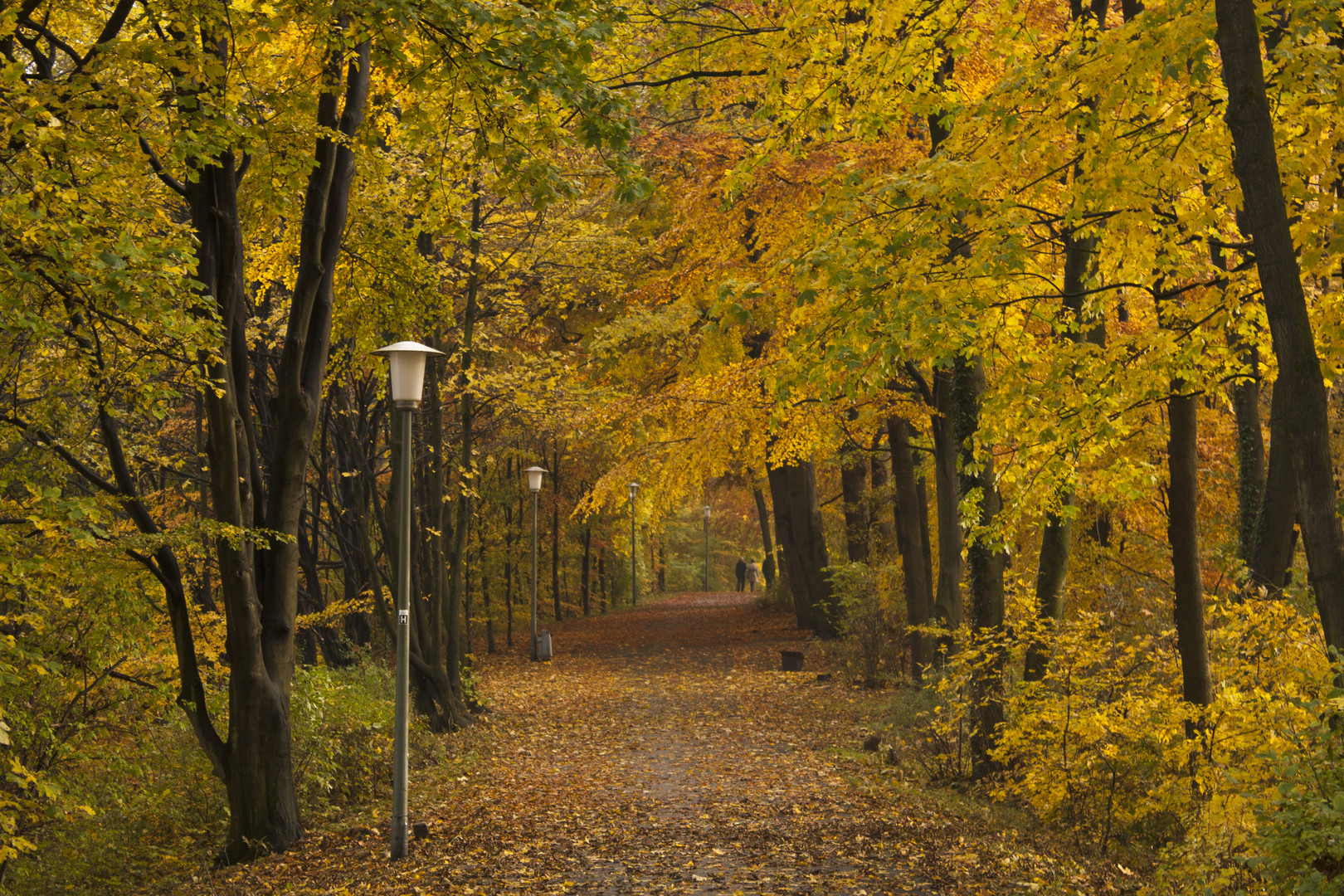 Im Teutoburger Wald 05