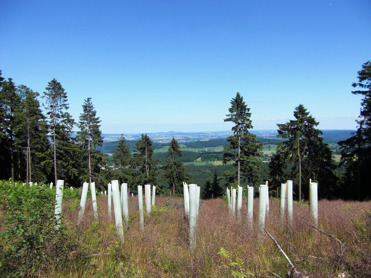 ...im Teutoburger Wald