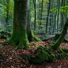 Im Teutoburger Wald