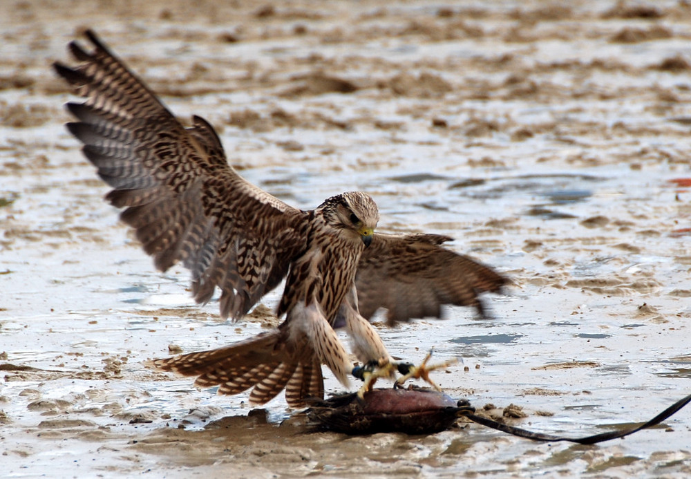 ...I'm the fastest bird in the world!