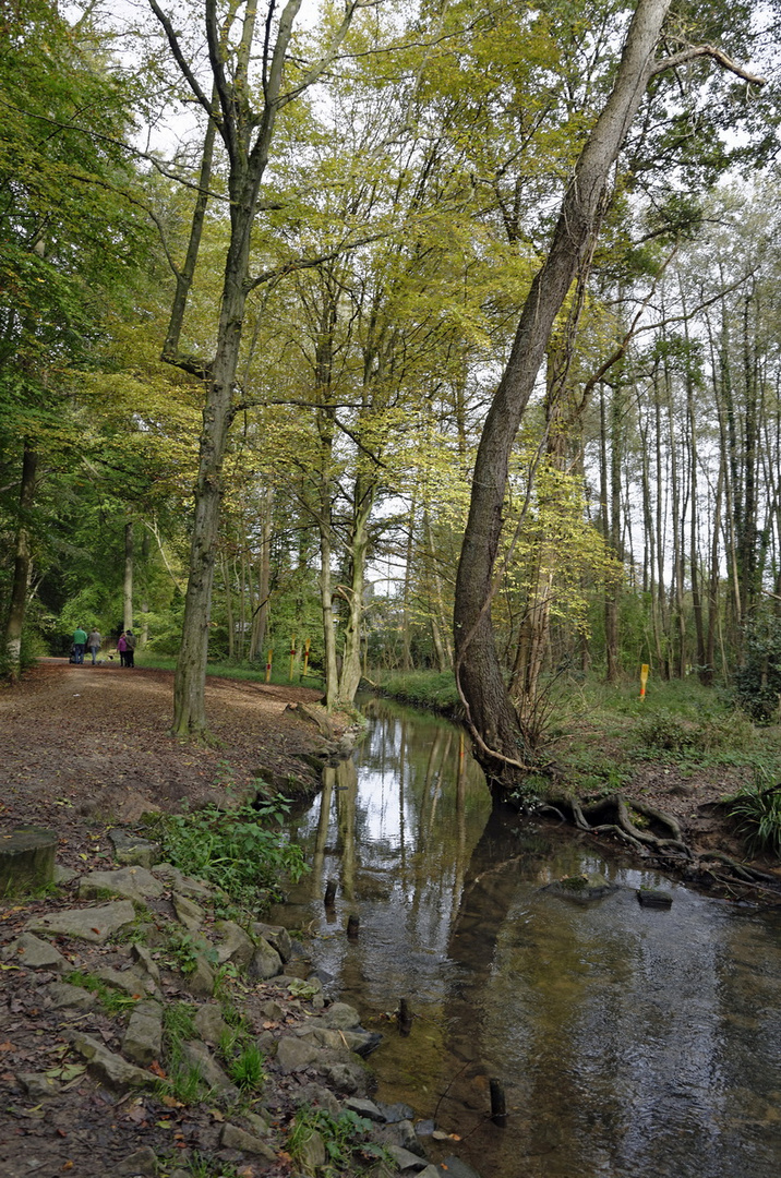 Im Thielenbrucher Wald