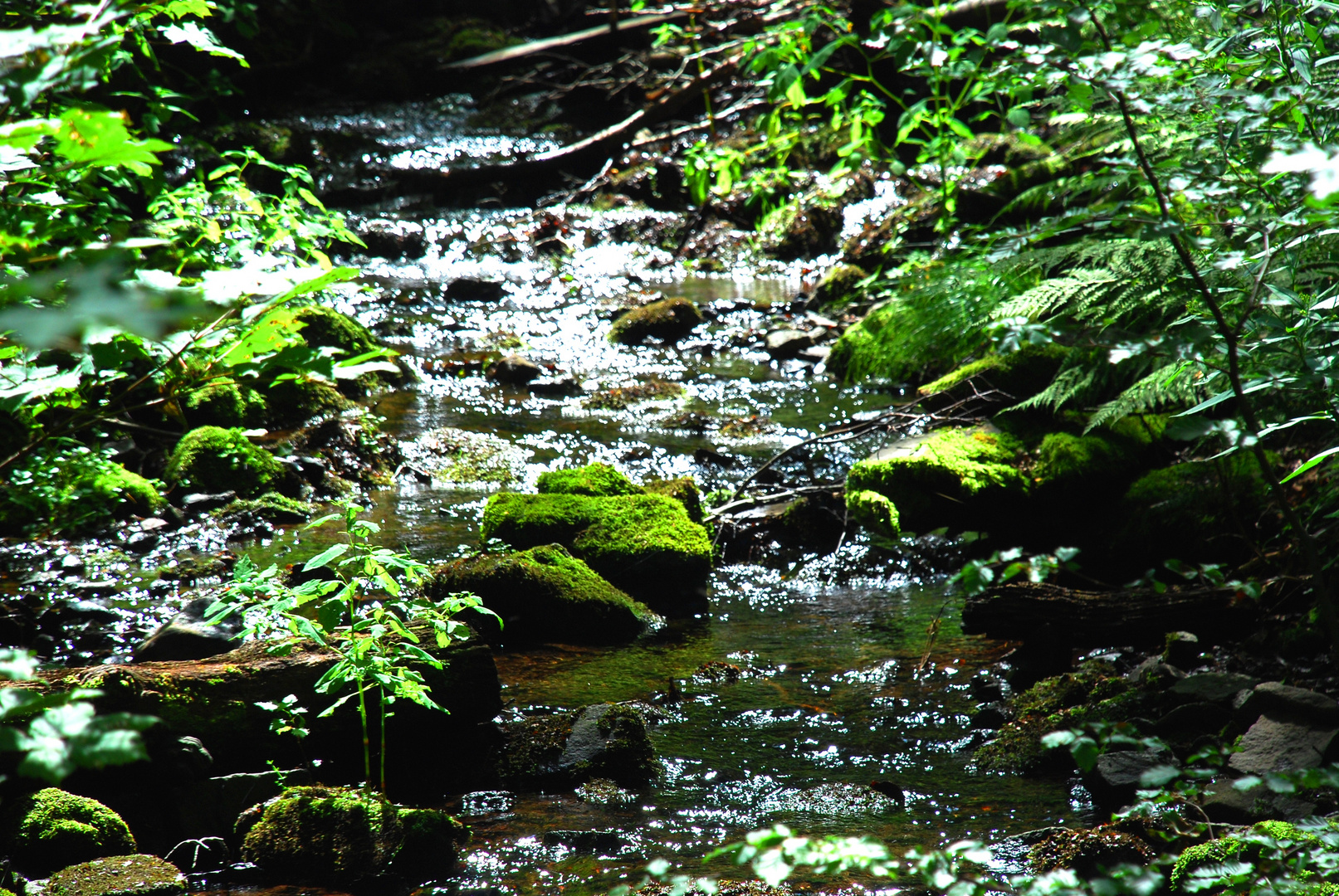 im Thüringer-Wald