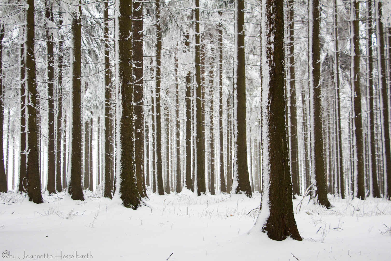 Im Thüringer Wald hat's geschneit.....