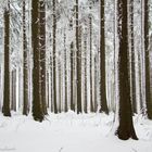 Im Thüringer Wald hat's geschneit.....