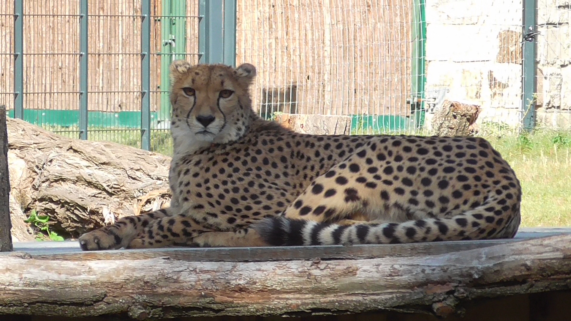 Im Thüringer Zoopark Erfurt .