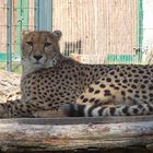 Im Thüringer Zoopark Erfurt .