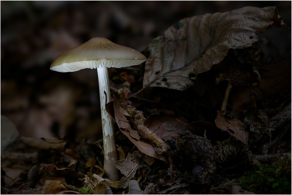 im tiefen, dunklen Wald