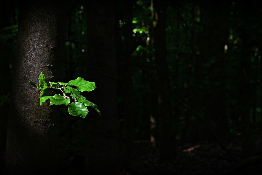 Im tiefen dunklen Wald