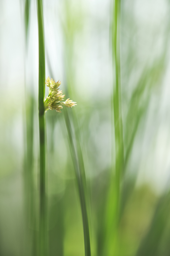 Im tiefen Gras liegen ...