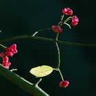 im tiefen Herbstschatten