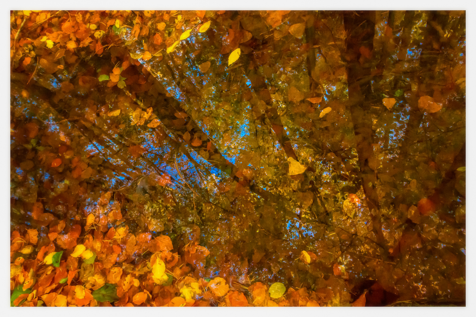 Im tiefen Herbstwald