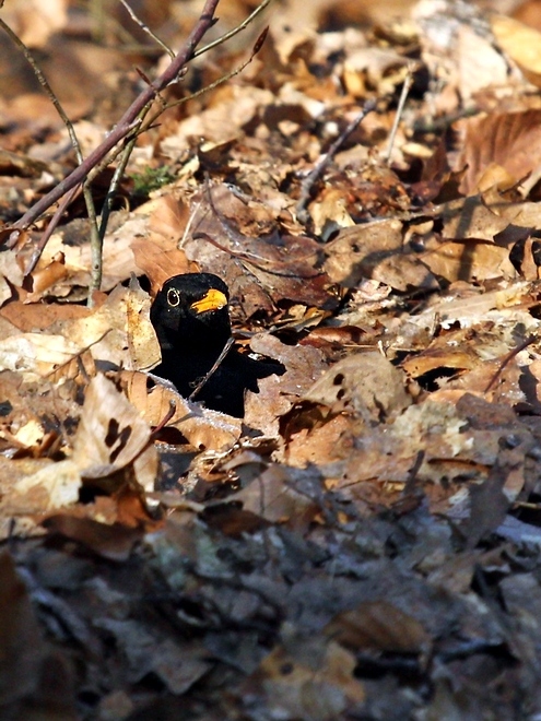 Im tiefen Laub versteckt