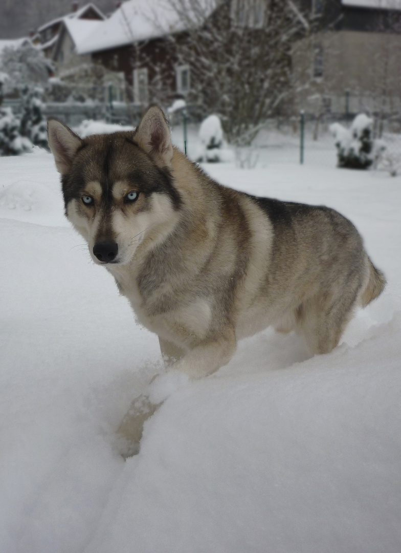 im tiefen Schnee....