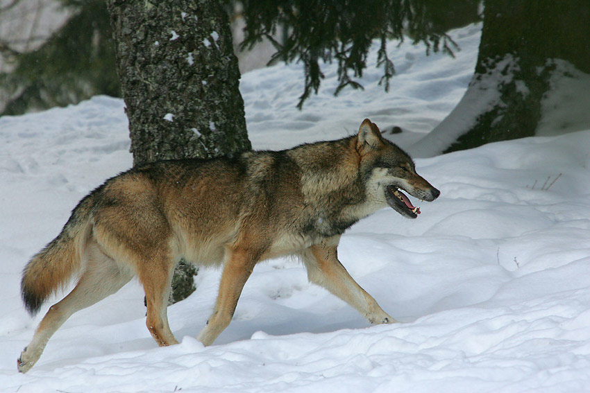 Im tiefen Sibirien - ein Wolf!!!