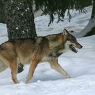 Im tiefen Sibirien - ein Wolf!!!