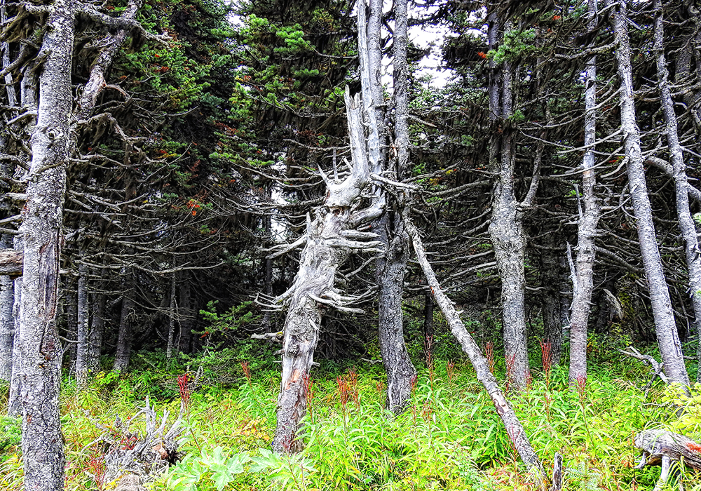 im tiefen, tiefen wald